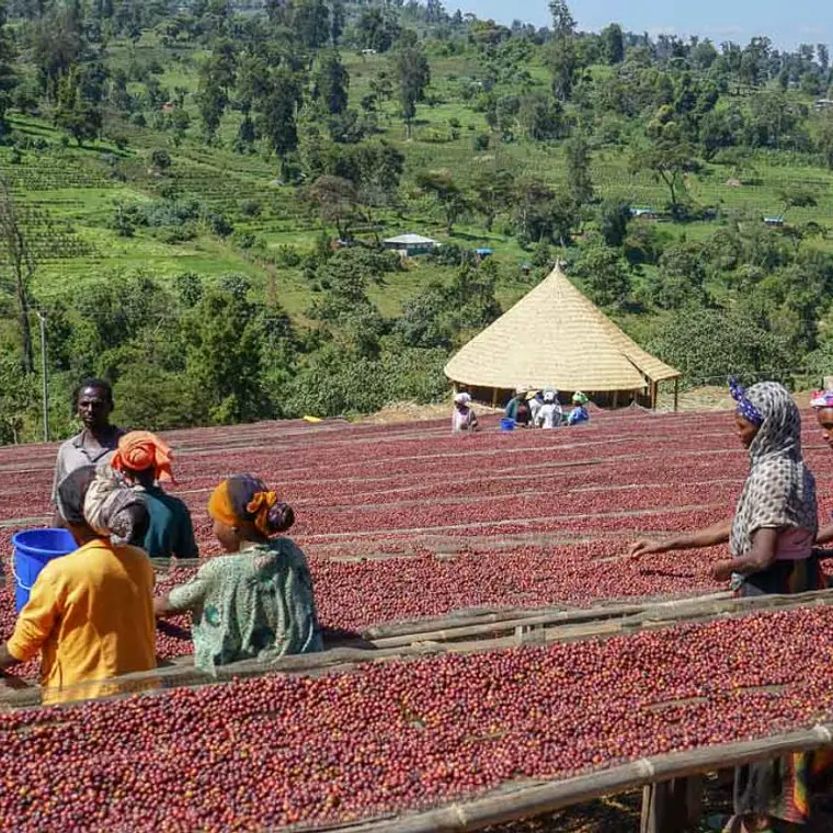 Finca Kayon | Café de Especialidad 1