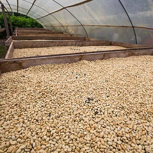 Finca Vidurrizaga | Café de Especialidad