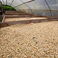 Finca Vidurrizaga | Café de Especialidad - Miniatura 1