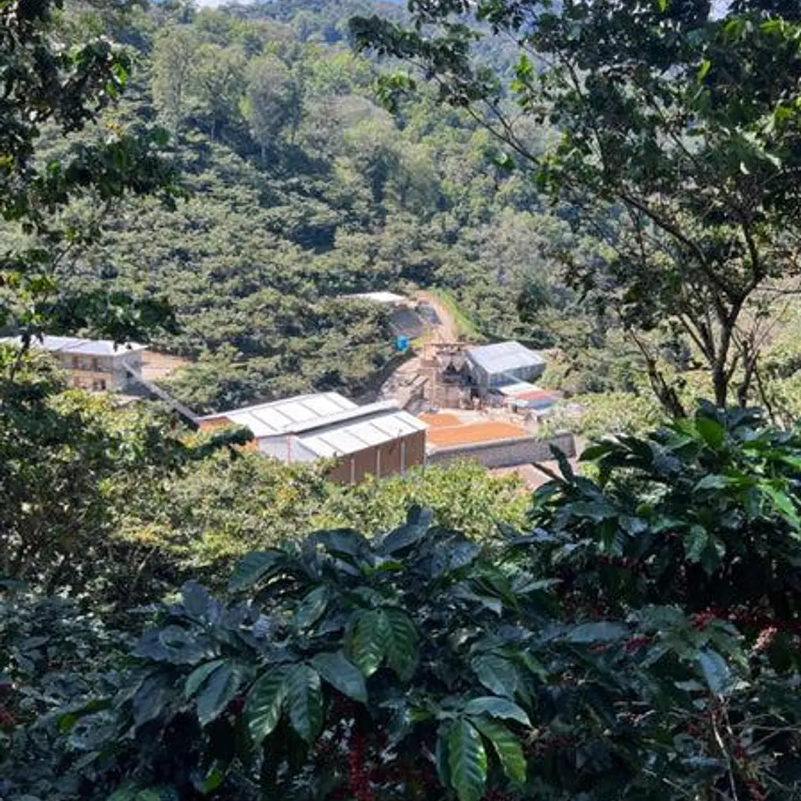 Rancho Trincheras | Café de Especialidad 1