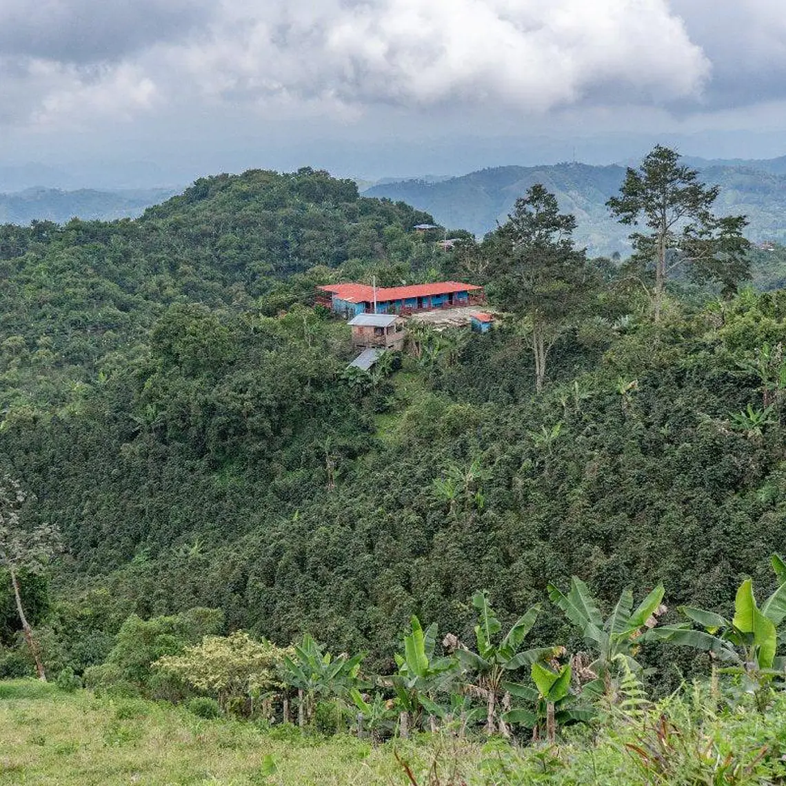 Finca El Vergel | Lavado | Café de Especialidad 1