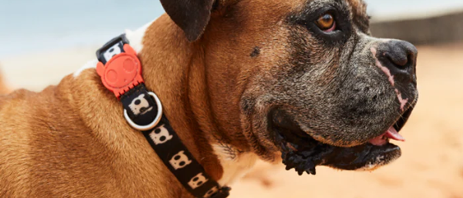 ¿Cómo elegir el collar adecuado para tu perro? 