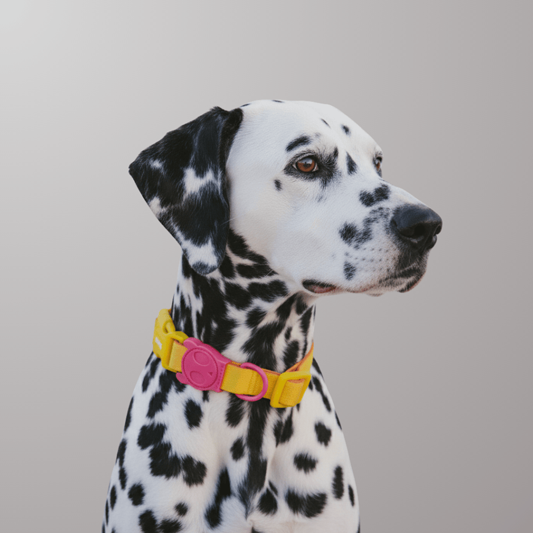 Collar Neopro® Lyra para perros 5