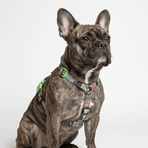 H-Harness Manifesto - Arnés en H para perros