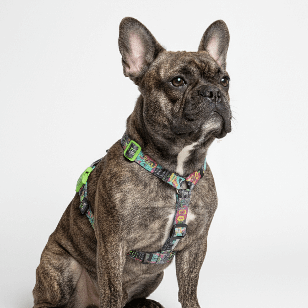 H-Harness Manifesto - Arnés en H para perros 1