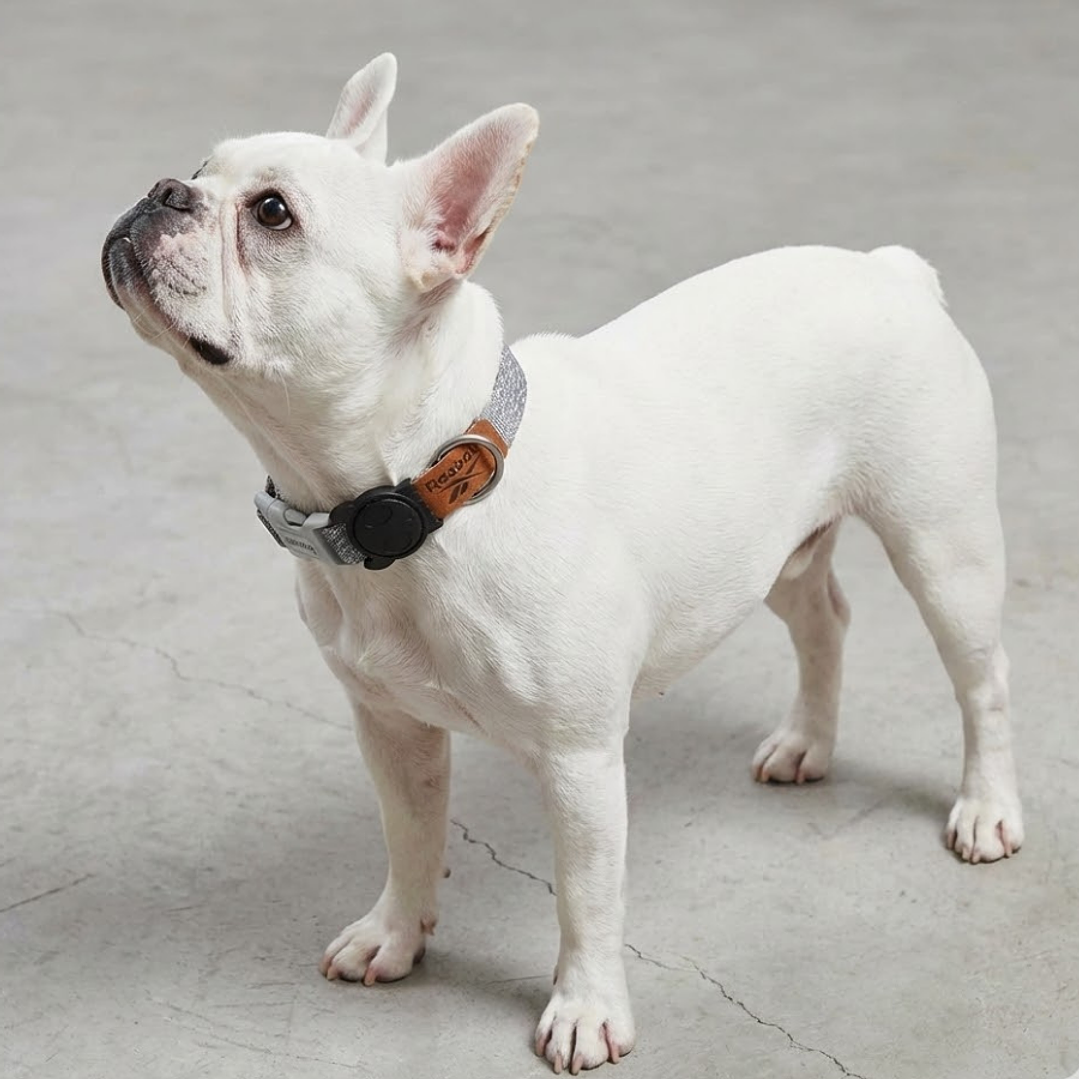 Collar para perros Suede Reebok x Zee.Dog 1