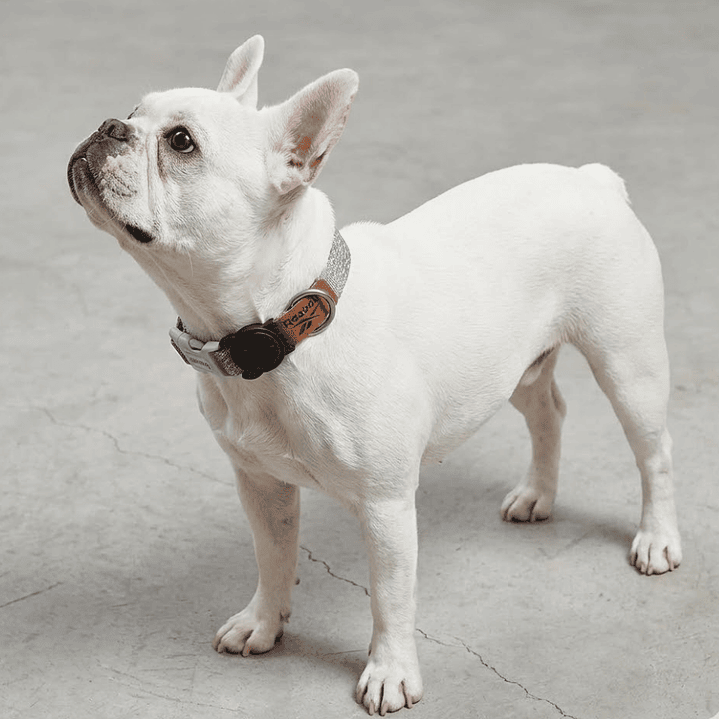 Collar para perros Suede Reebok x Zee.Dog 1