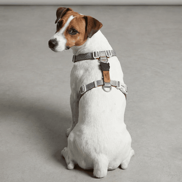 Arnés en H para perros Suede Reebok x Zee.Dog 1
