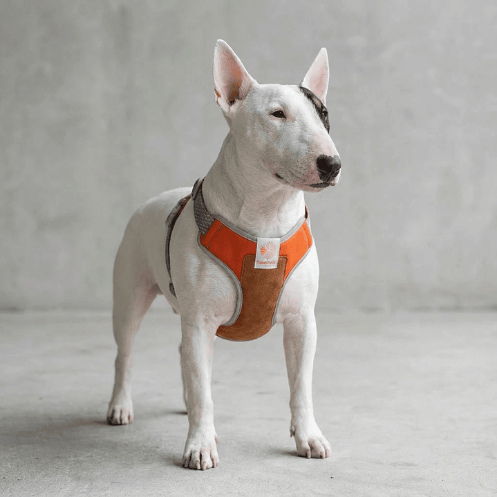 Pechera para perros Suede Reebok x Zee.Dog 7