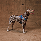 Flyharness - Arnés para perros Aerobic Reebok x Zee.Dog - Miniatura 6