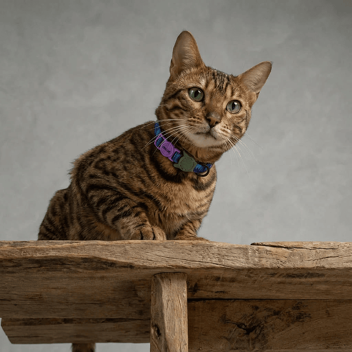 Collar para gato Trekk Reebok x Zee.Dog 5