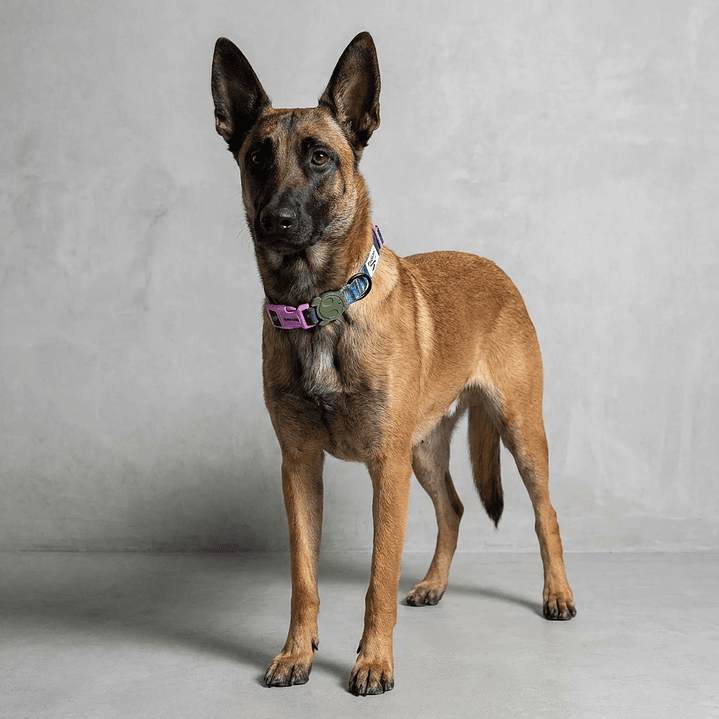 Collar para perros Trekk Reebok x Zee.Dog 5