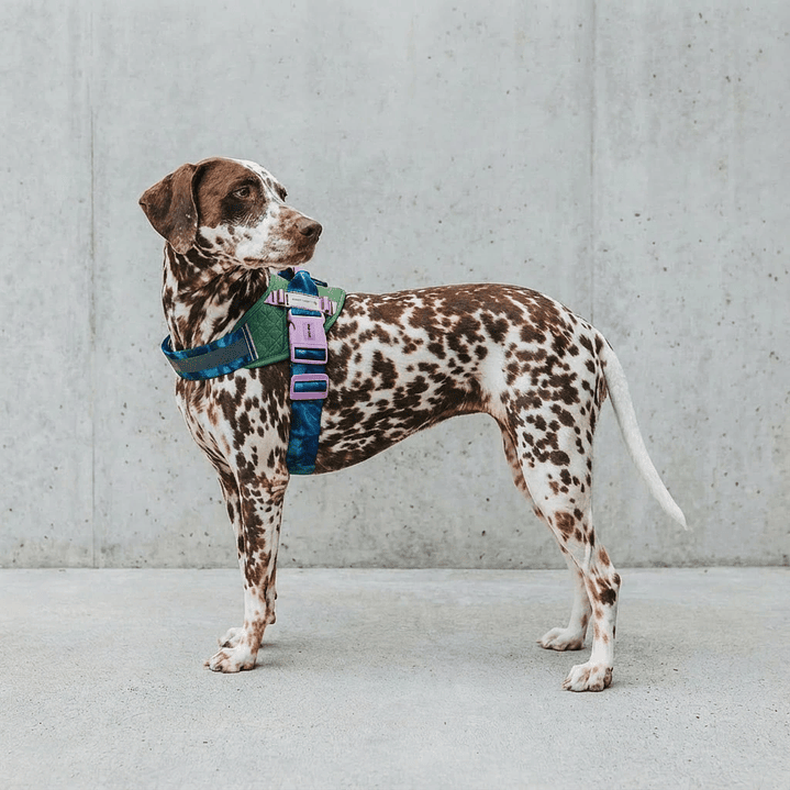 Flyharness - Arnés para perros Trekk Reebok x Zee.Dog 1
