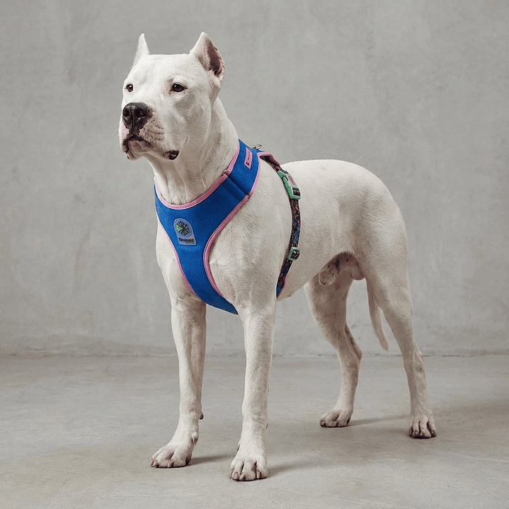 Pechera para perros Aerobic Reebok x Zee.Dog 4