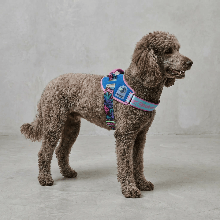 Flyharness - Arnés para perros Aerobic Reebok x Zee.Dog 7