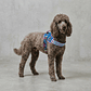 Flyharness - Arnés para perros Aerobic Reebok x Zee.Dog - Miniatura 8