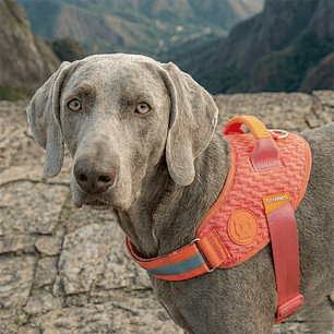 Arnés para perros Flyharness Gazzele