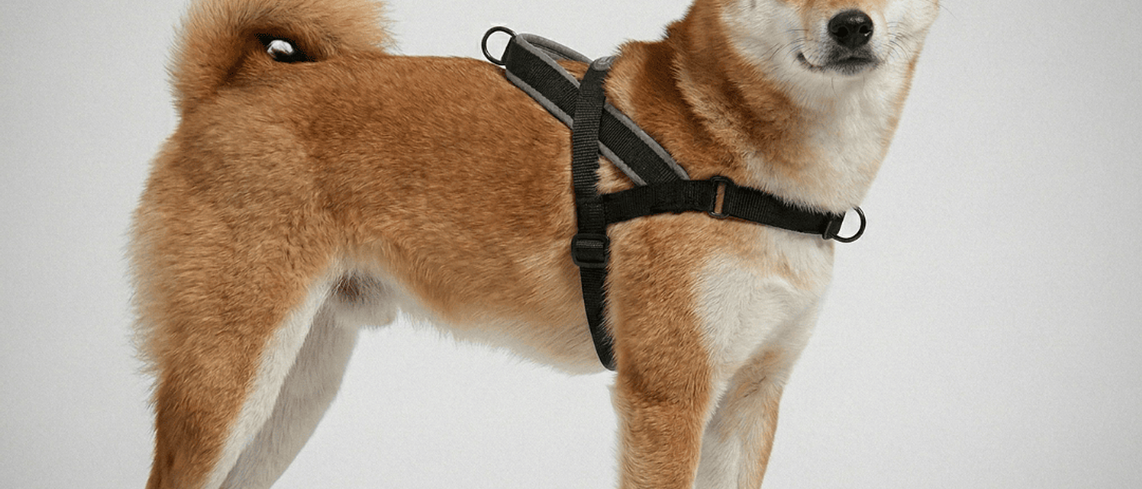 Mi perro jala mucho: solución con Arnés Antitirones Zee.Dog SofterWalk en Colombia