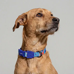Collar para perros Error #404