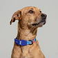 Collar para perros Error #404 - Miniatura 1