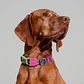 Collar para perros Aerobic Reebok x Zee.Dog - Miniatura 1
