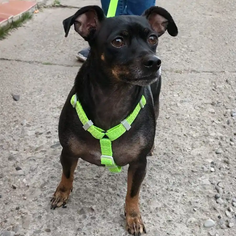 Firulito usando H Harness