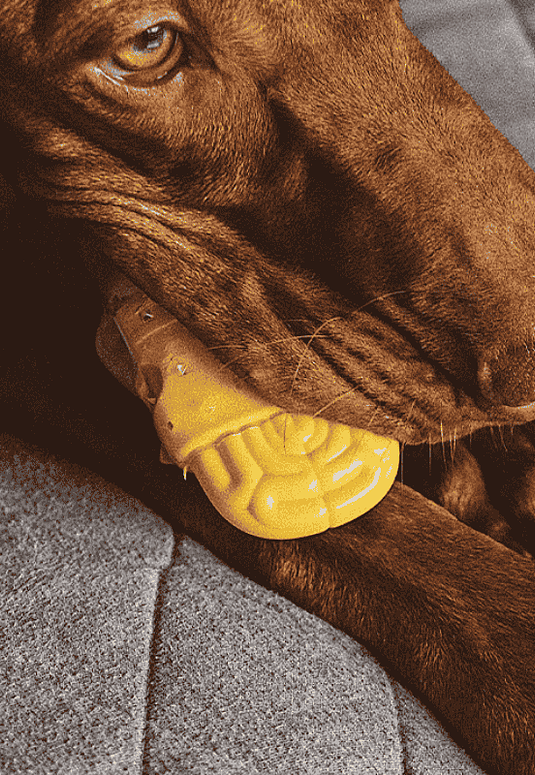 Juguetes perro para morder