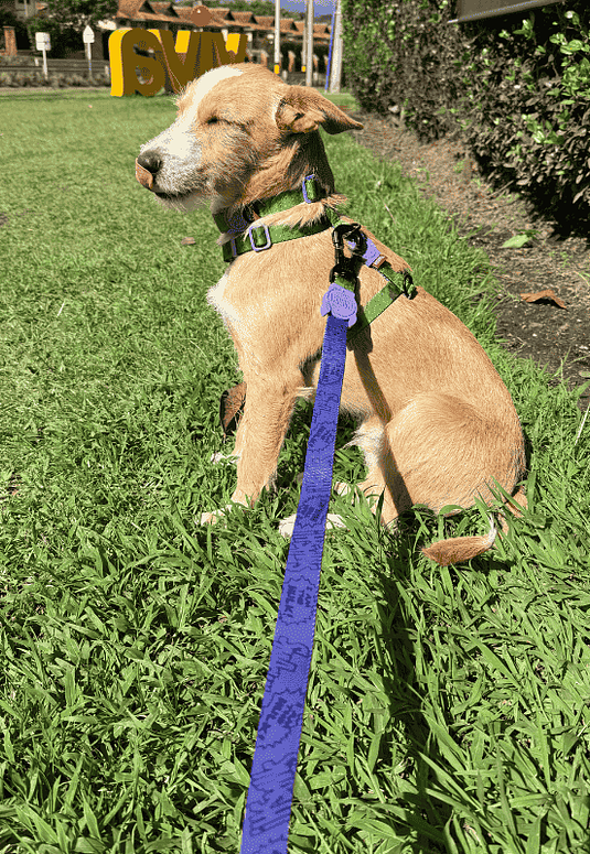 Correas perro ZEEDOG