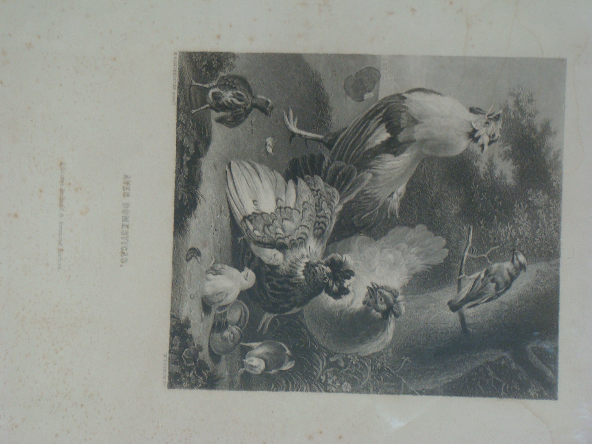 Gravura- Aves domésticas- William French (1815-1898)
