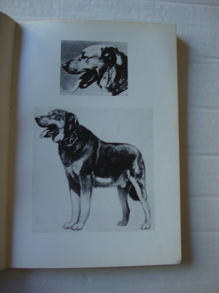 Cães Portugueses- Estalões das suas raças