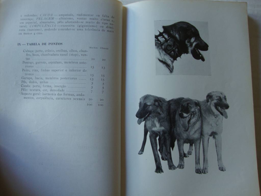 Cães Portugueses- Estalões das suas raças