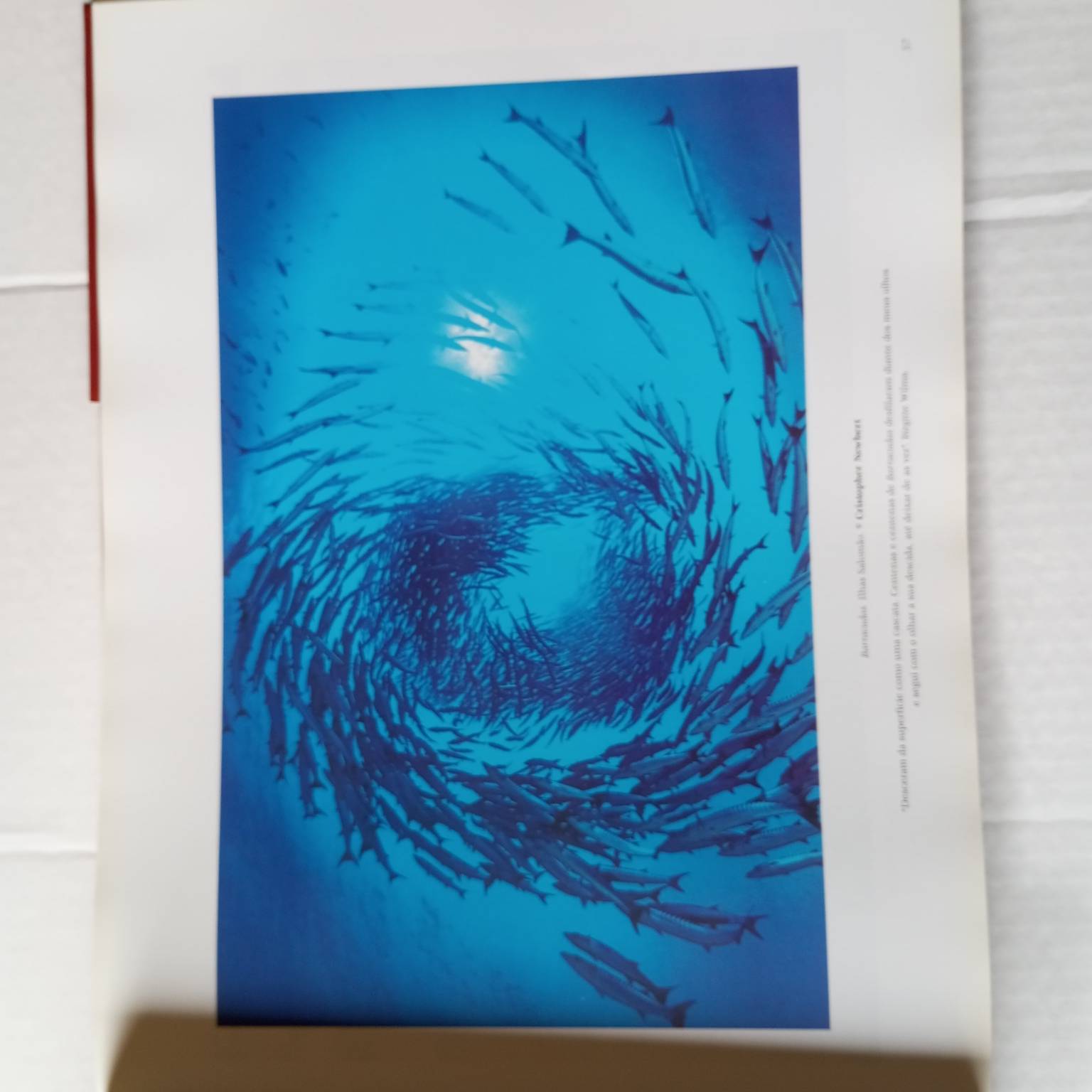 Celebração dos mares- Património para o Futuro