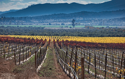 Wines of the Wild Horses: Kingston Family Vineyards, Casablanca, Chile