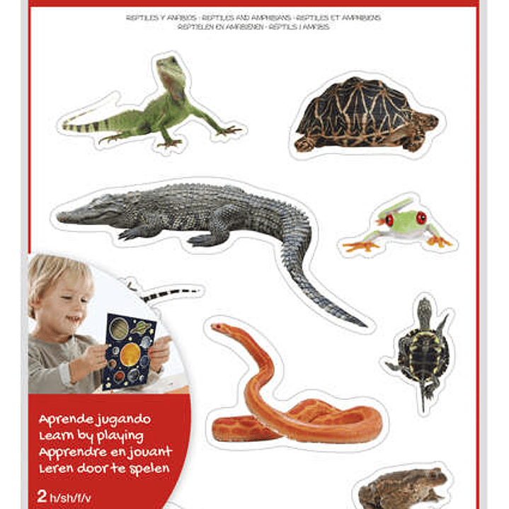 Apli Gomets Tematicos Realistas de Reptiles y Anfibios - 20 Gomets - Imagenes Realistas para Relacionar Animales - Adhesivo Removible - Adhesivo Base  1