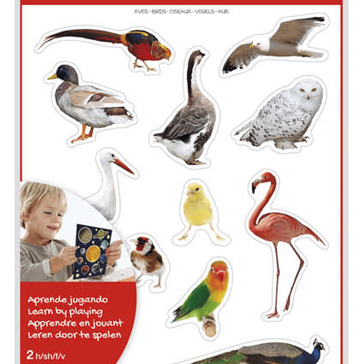 Apli Gomets Tematicos Realistas de Aves - 24 Gomets en 2 Hojas - Imagenes Realistas para Relacionar Aves - Desarrolla Habilidades Motoras - Adhesivo R 1