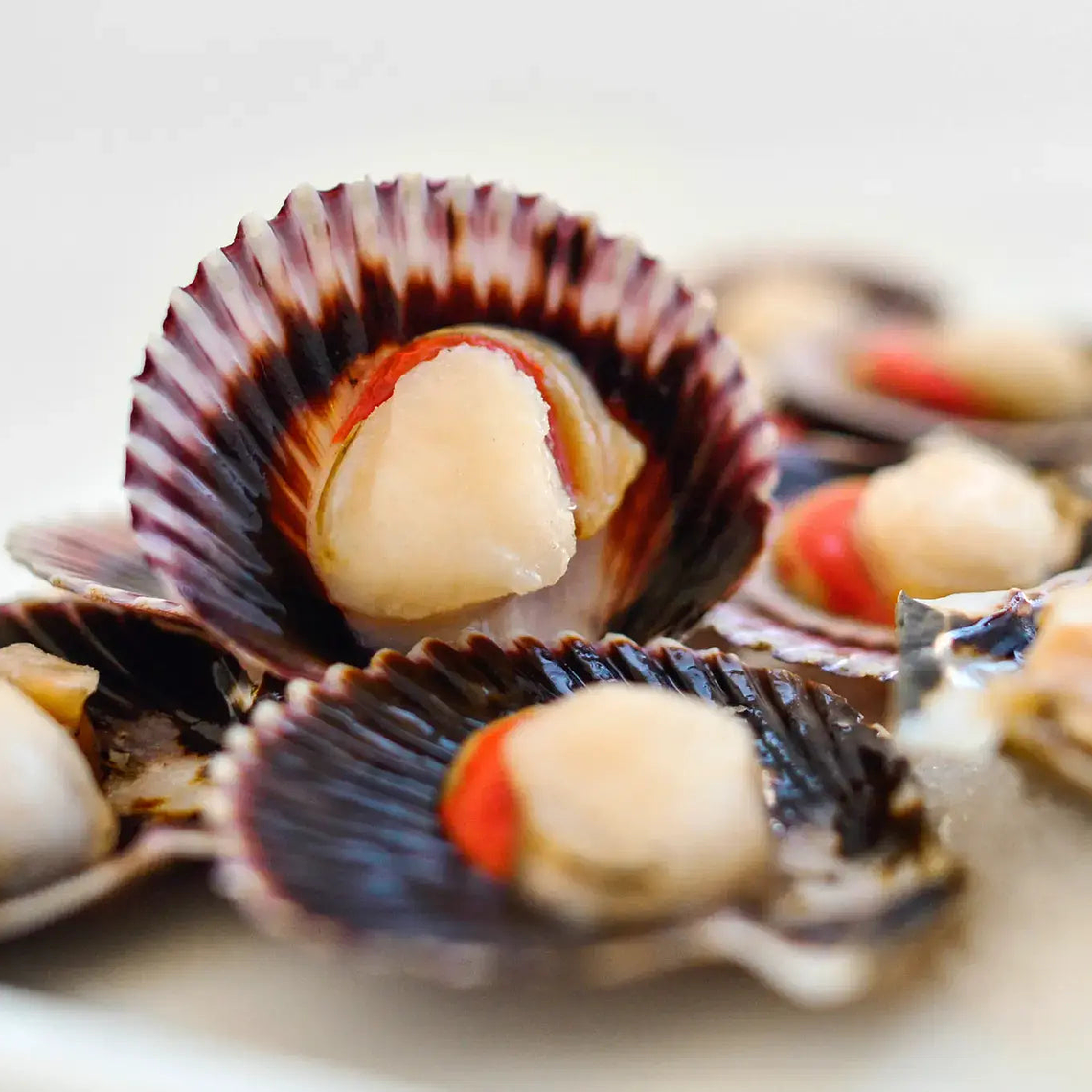 Ostión Media Concha ODN Calibre 20/30 1KG 1