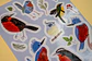 Sticker Aves Chilenas - Miniatura 2