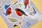 Sticker Aves Chilenas - Miniatura 3