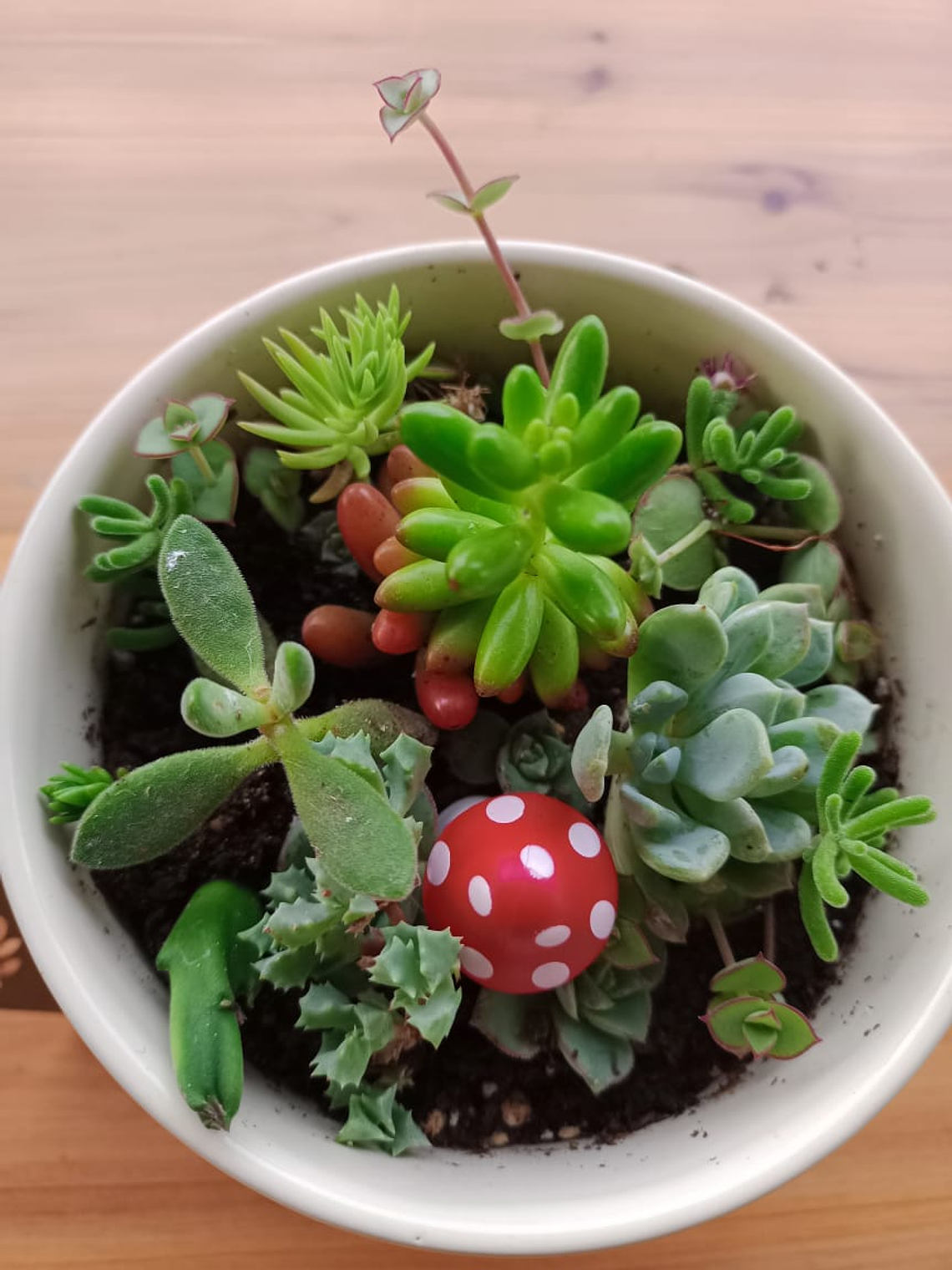 arreglo de suculentas con 1 decoración  1