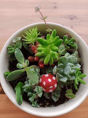 arreglo de suculentas con 1 decoración 