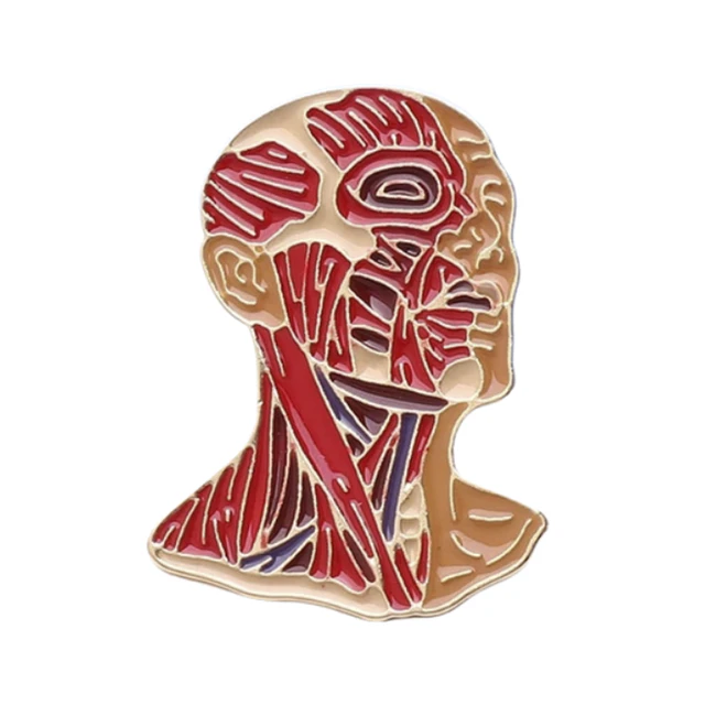 Pin Músculos Cabeza y Cuello