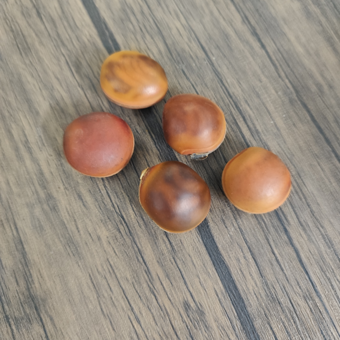 Semente Olho de Boi 1