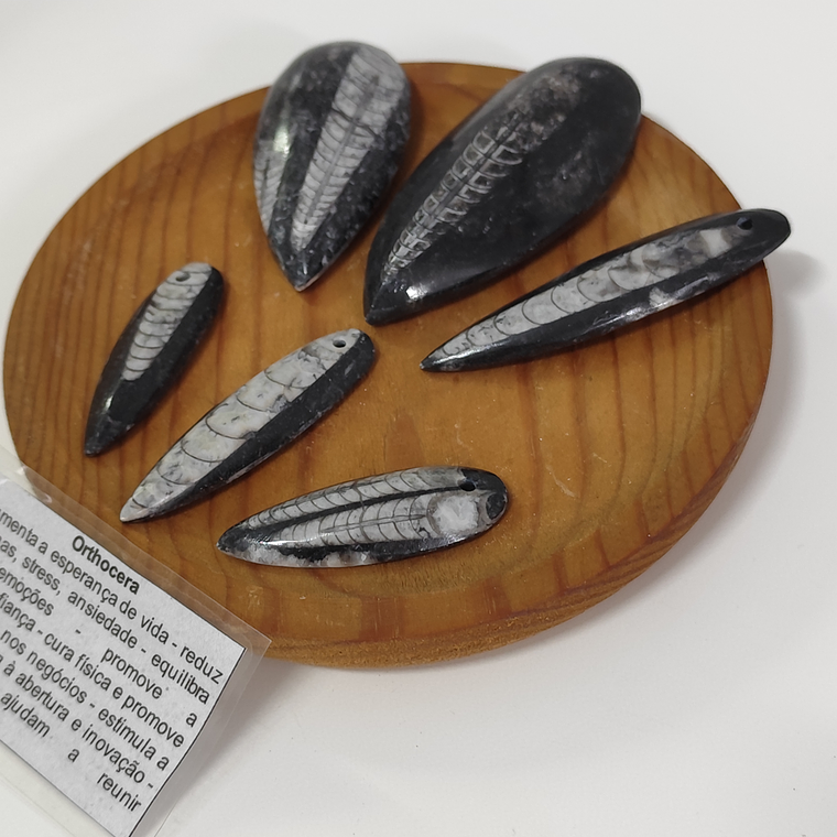 Orthocera | Grande 2