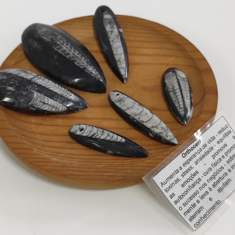 Orthocera | Grande 3