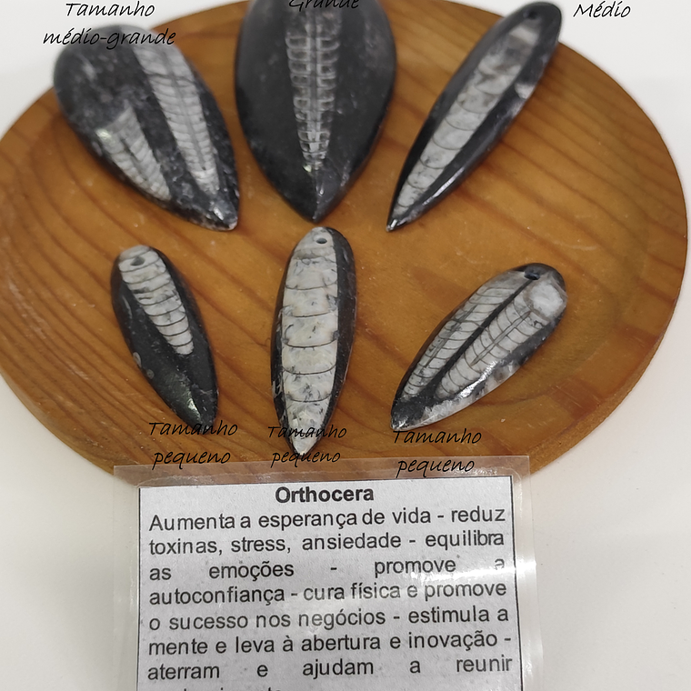 Orthocera | Média 1