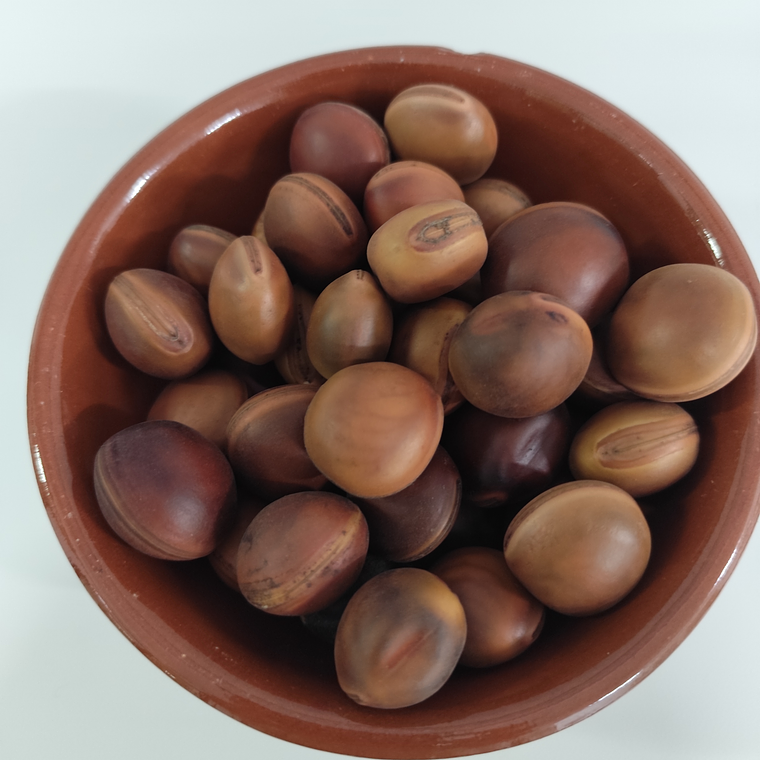 Semente Olho de Boi 2