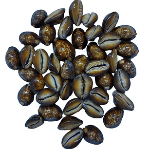 Búzio Africano | Grade | Castanho | Fechado | 100gr
