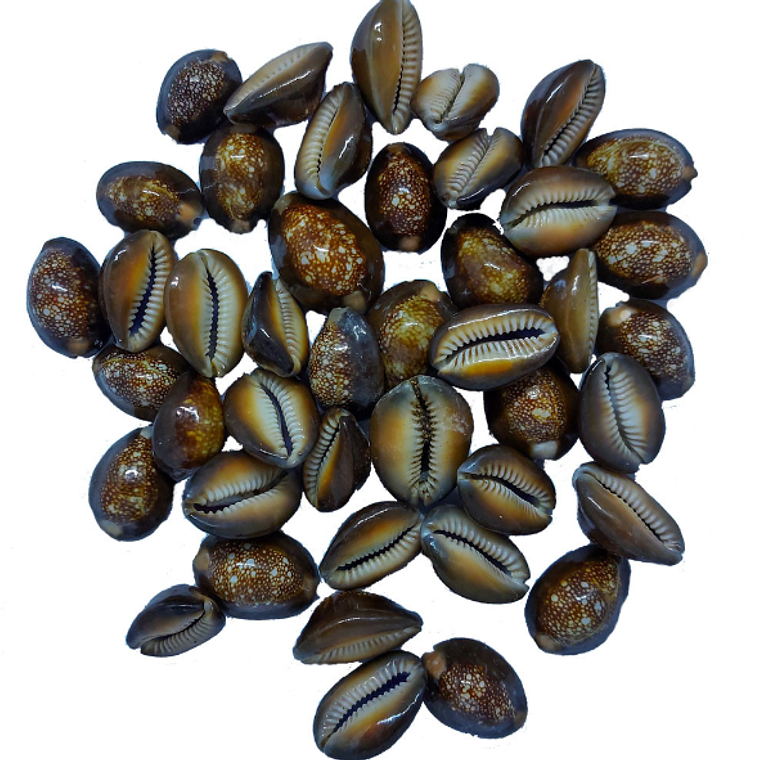 Búzio Africano | Grade | Castanho | Fechado | 100gr 1