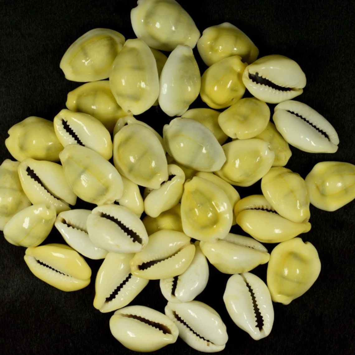 Búzios Africano Gema | Amarelo | Fechado | 100 Gramas 1