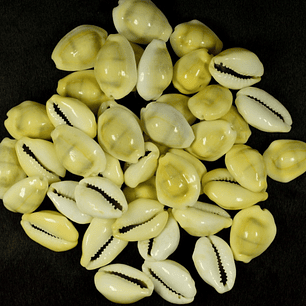 Búzios Africano Gema | Amarelo | Fechado | 100 Gramas